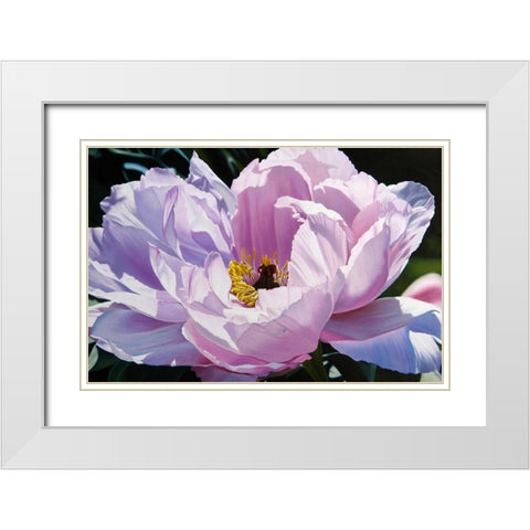 The Awakening White Modern Wood Framed Art Print with Double Matting by Schuh, Michael