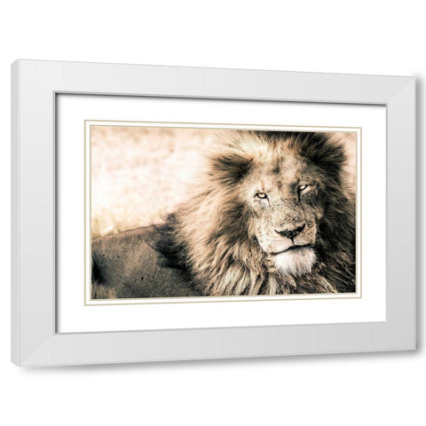 Lion-King White Modern Wood Framed Art Print with Double Matting by Seifinger, Toby