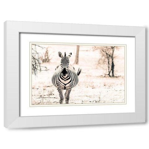 Zebra I White Modern Wood Framed Art Print with Double Matting by Seifinger, Toby