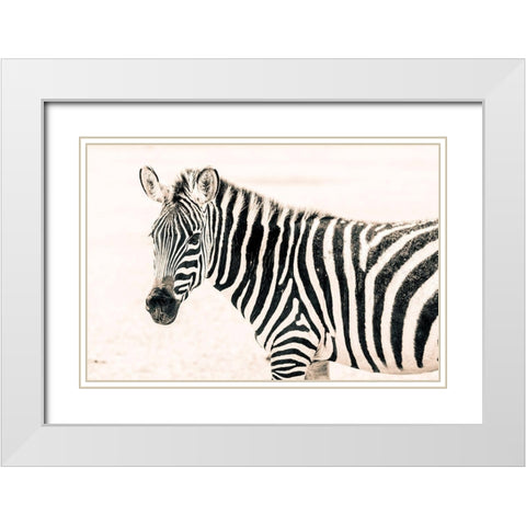 Zebra II White Modern Wood Framed Art Print with Double Matting by Seifinger, Toby