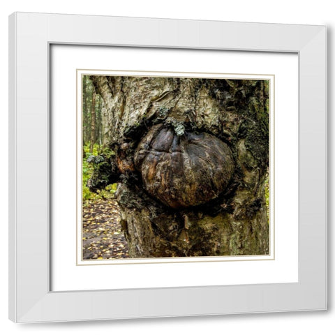 Burl 2 White Modern Wood Framed Art Print with Double Matting by Stalowy, John