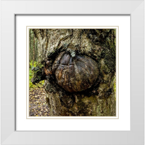 Burl 2 White Modern Wood Framed Art Print with Double Matting by Stalowy, John