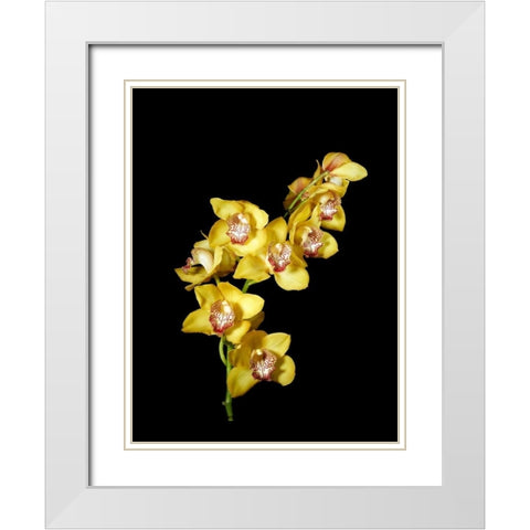 Cymbidium White Modern Wood Framed Art Print with Double Matting by Stalowy, John