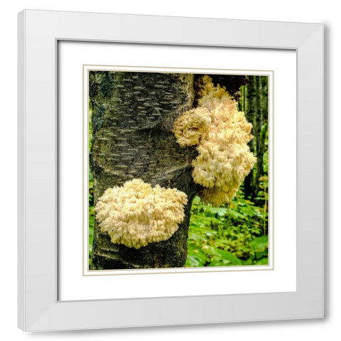 Fungus  White Modern Wood Framed Art Print with Double Matting by Stalowy, John