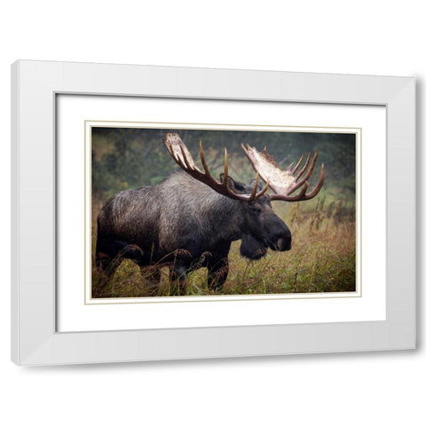 King of Alaska White Modern Wood Framed Art Print with Double Matting by Stalowy, John