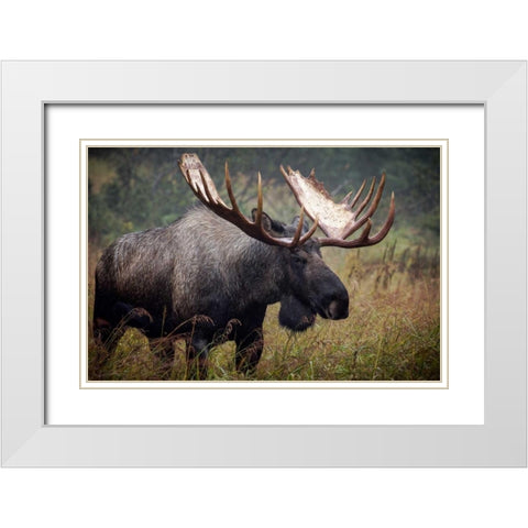 King of Alaska White Modern Wood Framed Art Print with Double Matting by Stalowy, John