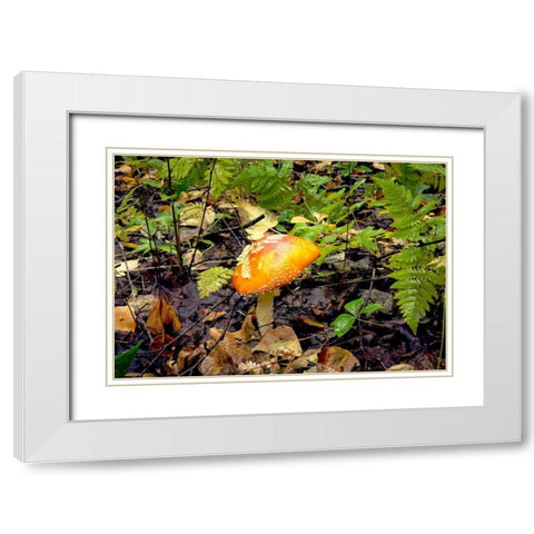Mushroom 2 White Modern Wood Framed Art Print with Double Matting by Stalowy, John