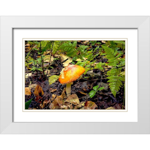 Mushroom 2 White Modern Wood Framed Art Print with Double Matting by Stalowy, John