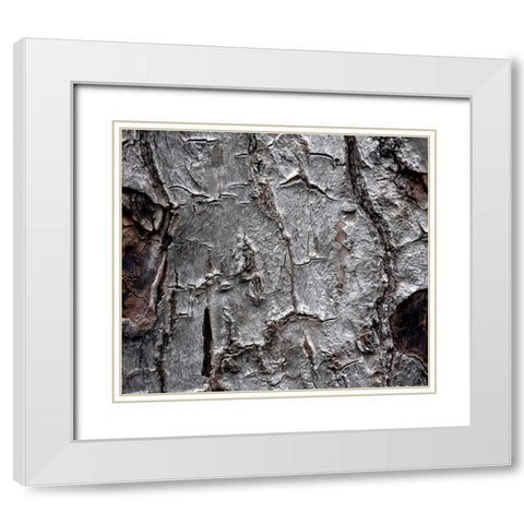Tree Bark White Modern Wood Framed Art Print with Double Matting by Stalowy, John