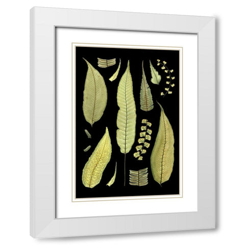 Ferns on Black III White Modern Wood Framed Art Print with Double Matting by Unknown