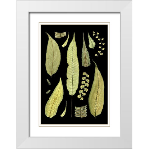 Ferns on Black III White Modern Wood Framed Art Print with Double Matting by Unknown