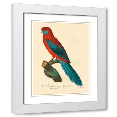 Barraband Parrot, PL 78 White Modern Wood Framed Art Print with Double Matting by Barraband