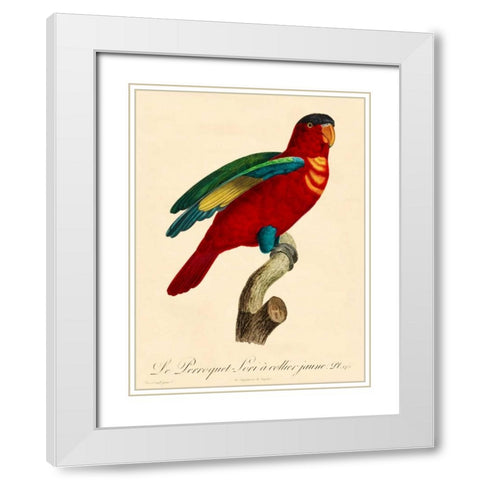 Barraband Parrot, PL 95 White Modern Wood Framed Art Print with Double Matting by Barraband