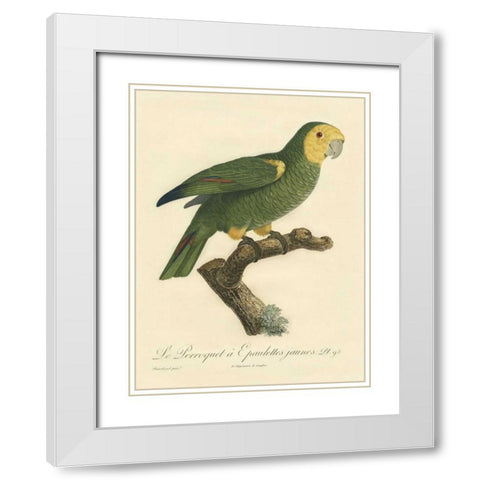 Barraband Parrot, PL 98 White Modern Wood Framed Art Print with Double Matting by Barraband
