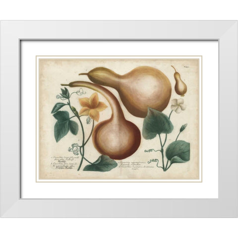 Exotic Weinmann Botanical I White Modern Wood Framed Art Print with Double Matting by Weinmann