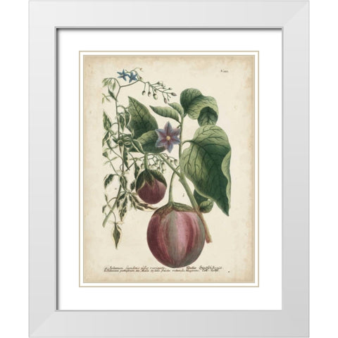 Exotic Weinmann Botanical IV White Modern Wood Framed Art Print with Double Matting by Weinmann