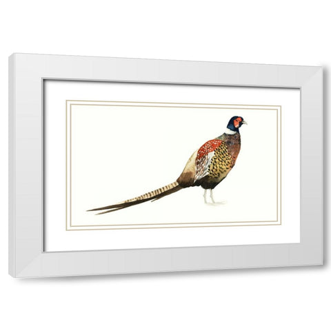 Watercolor Pheasant I White Modern Wood Framed Art Print with Double Matting by Popp, Grace