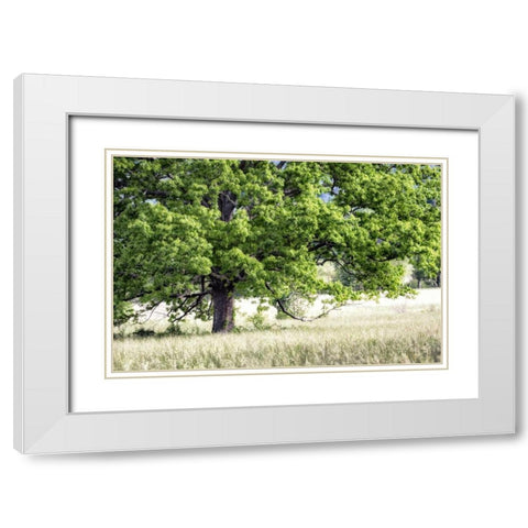 Tree in Summer White Modern Wood Framed Art Print with Double Matting by Head, Danny