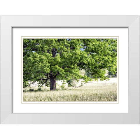 Tree in Summer White Modern Wood Framed Art Print with Double Matting by Head, Danny