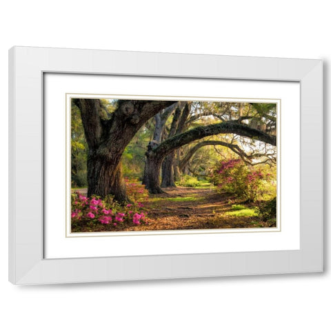 Under the Live Oaks I White Modern Wood Framed Art Print with Double Matting by Head, Danny
