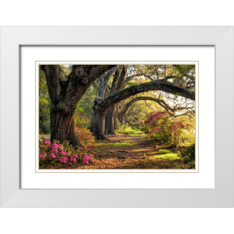 Under the Live Oaks I White Modern Wood Framed Art Print with Double Matting by Head, Danny
