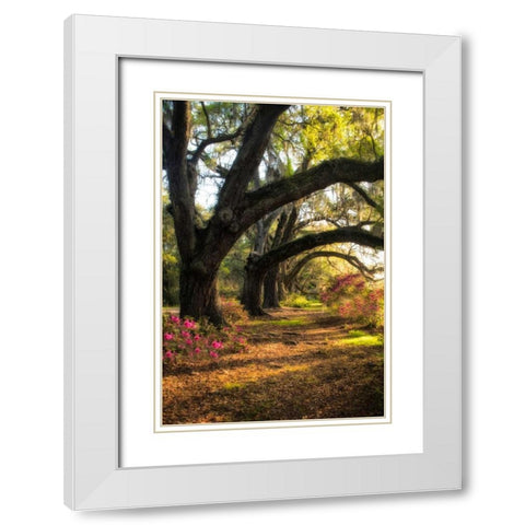 Under the Live Oaks II White Modern Wood Framed Art Print with Double Matting by Head, Danny