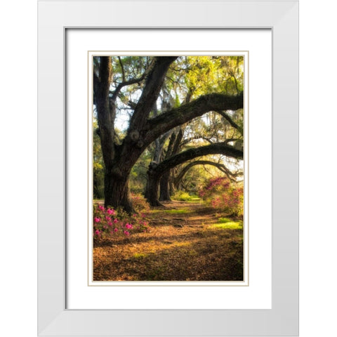 Under the Live Oaks II White Modern Wood Framed Art Print with Double Matting by Head, Danny