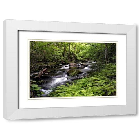 Fern Bank White Modern Wood Framed Art Print with Double Matting by Head, Danny