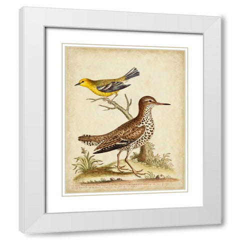 Antique Bird Menagerie I White Modern Wood Framed Art Print with Double Matting by Edwards, George