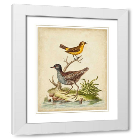 Antique Bird Menagerie II White Modern Wood Framed Art Print with Double Matting by Edwards, George