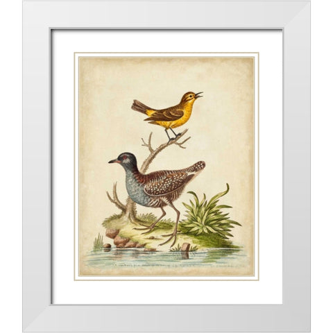 Antique Bird Menagerie II White Modern Wood Framed Art Print with Double Matting by Edwards, George