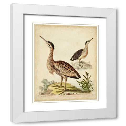 Antique Bird Menagerie III White Modern Wood Framed Art Print with Double Matting by Edwards, George