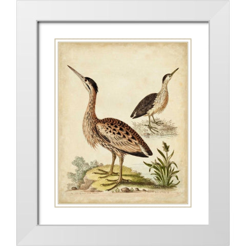 Antique Bird Menagerie III White Modern Wood Framed Art Print with Double Matting by Edwards, George