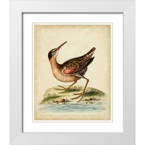 Antique Bird Menagerie IV White Modern Wood Framed Art Print with Double Matting by Edwards, George