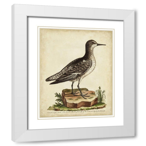 Antique Bird Menagerie V White Modern Wood Framed Art Print with Double Matting by Edwards, George