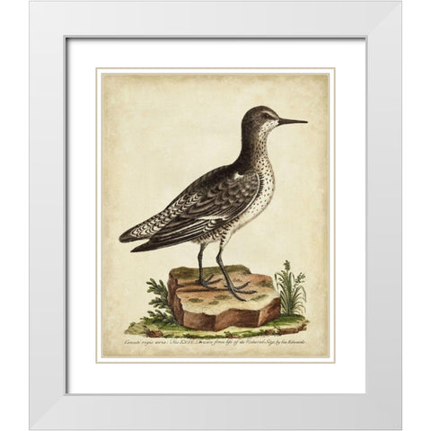 Antique Bird Menagerie V White Modern Wood Framed Art Print with Double Matting by Edwards, George