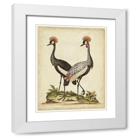 Antique Bird Menagerie VII White Modern Wood Framed Art Print with Double Matting by Edwards, George