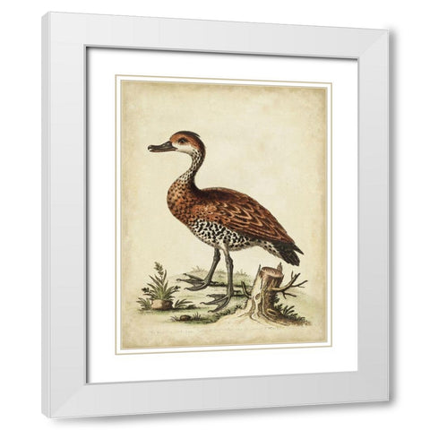 Antique Bird Menagerie VIII White Modern Wood Framed Art Print with Double Matting by Edwards, George