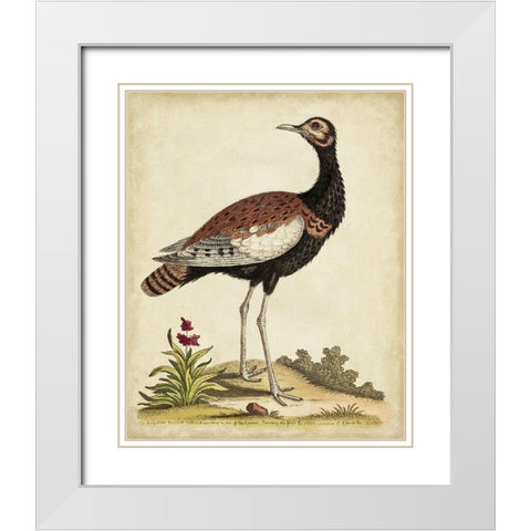 Antique Bird Menagerie IX White Modern Wood Framed Art Print with Double Matting by Edwards, George
