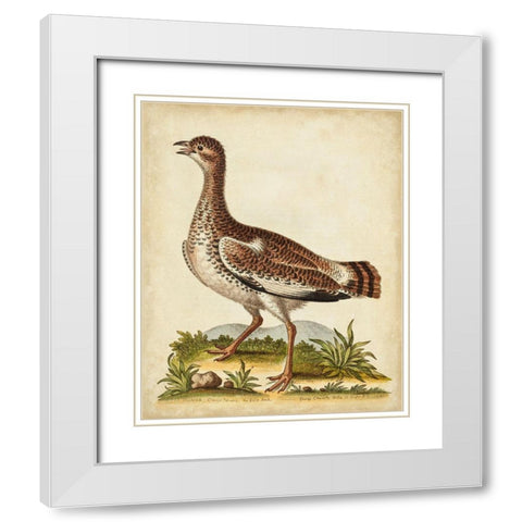 Antique Bird Menagerie X White Modern Wood Framed Art Print with Double Matting by Edwards, George
