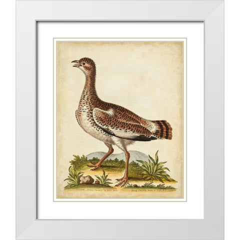 Antique Bird Menagerie X White Modern Wood Framed Art Print with Double Matting by Edwards, George