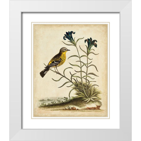 UA CH Natural Habitat III White Modern Wood Framed Art Print with Double Matting by Edwards, George