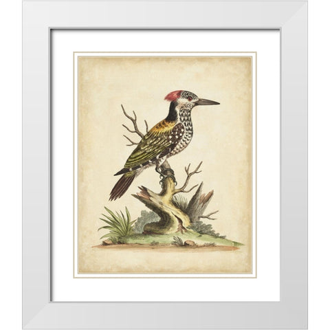 UA CH Edwards Woodpecker White Modern Wood Framed Art Print with Double Matting by Edwards, George