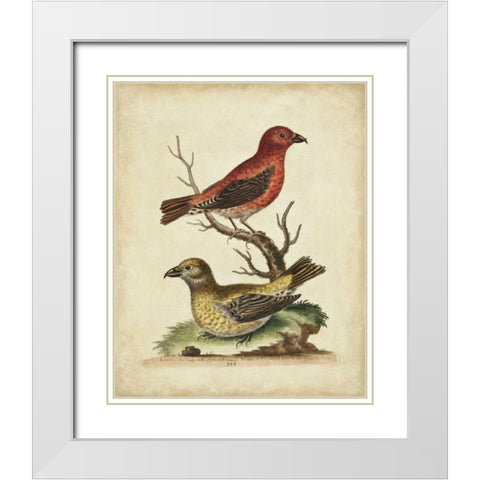 Edwards Cross Bills White Modern Wood Framed Art Print with Double Matting by Edwards, George