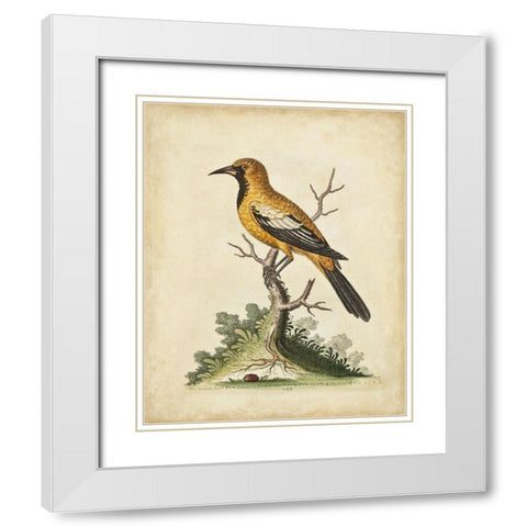 UA CH Edwards Gold Finch White Modern Wood Framed Art Print with Double Matting by Edwards, George