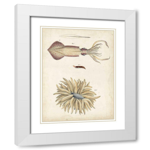 Ocean Curiosities I White Modern Wood Framed Art Print with Double Matting by Dekay