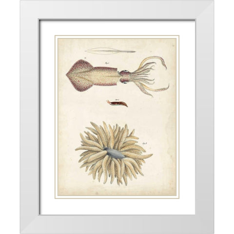 Ocean Curiosities I White Modern Wood Framed Art Print with Double Matting by Dekay
