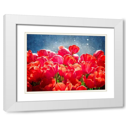 Fuchsia Tulips I White Modern Wood Framed Art Print with Double Matting by Perry, Rachel