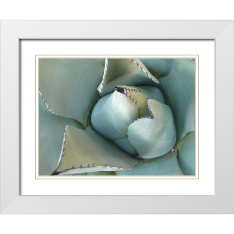 Agave Detail III White Modern Wood Framed Art Print with Double Matting by Alison Jerry