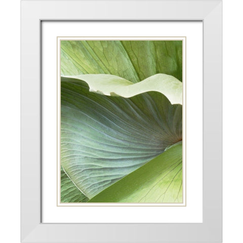 Banana Leaf I White Modern Wood Framed Art Print with Double Matting by Jerry, Alison